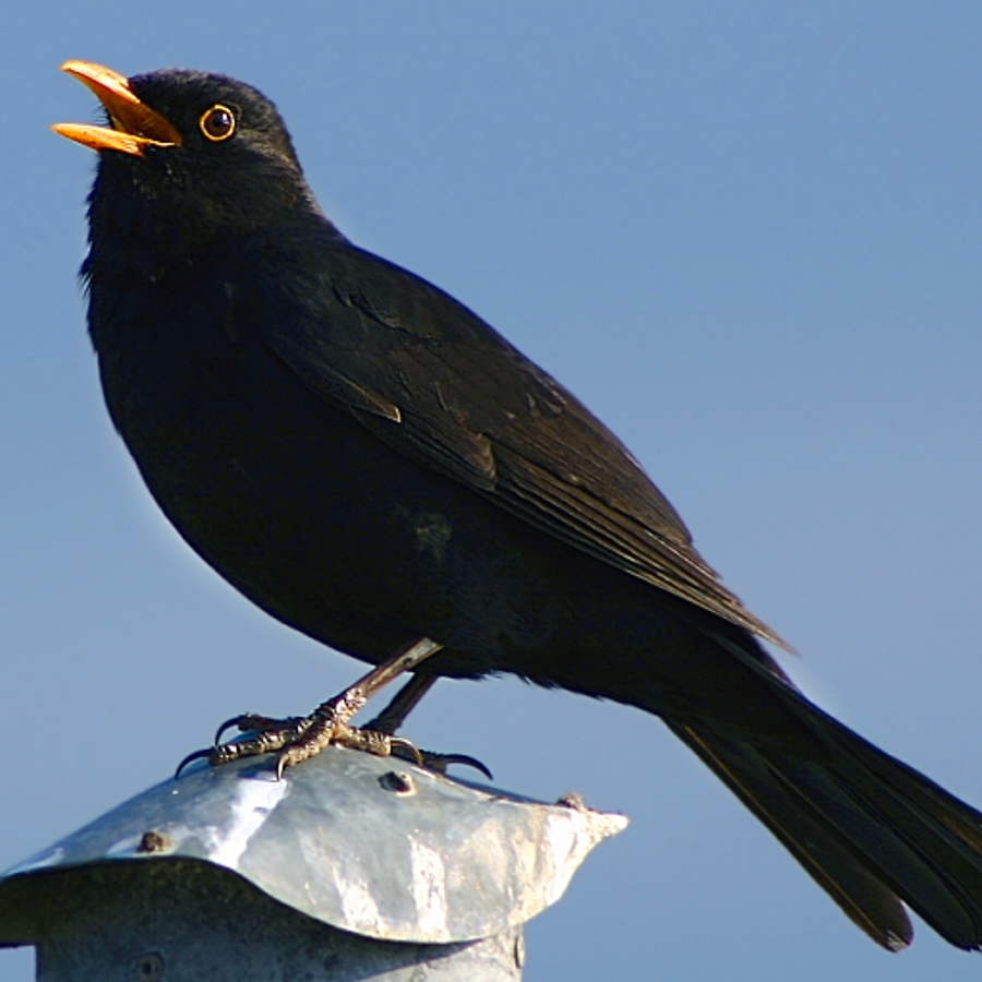 Птицы на черном фоне