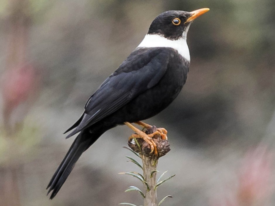 Turdus albocinctus