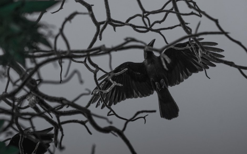 Птенец черного ворона