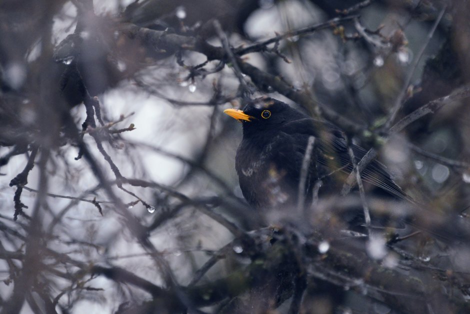 Черный Дрозд с черным клювом