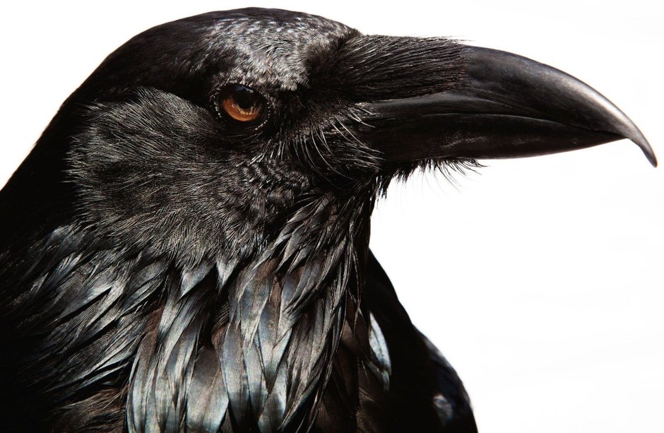 Клюв дрозда