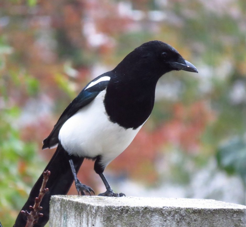 Ворон обои на айфон