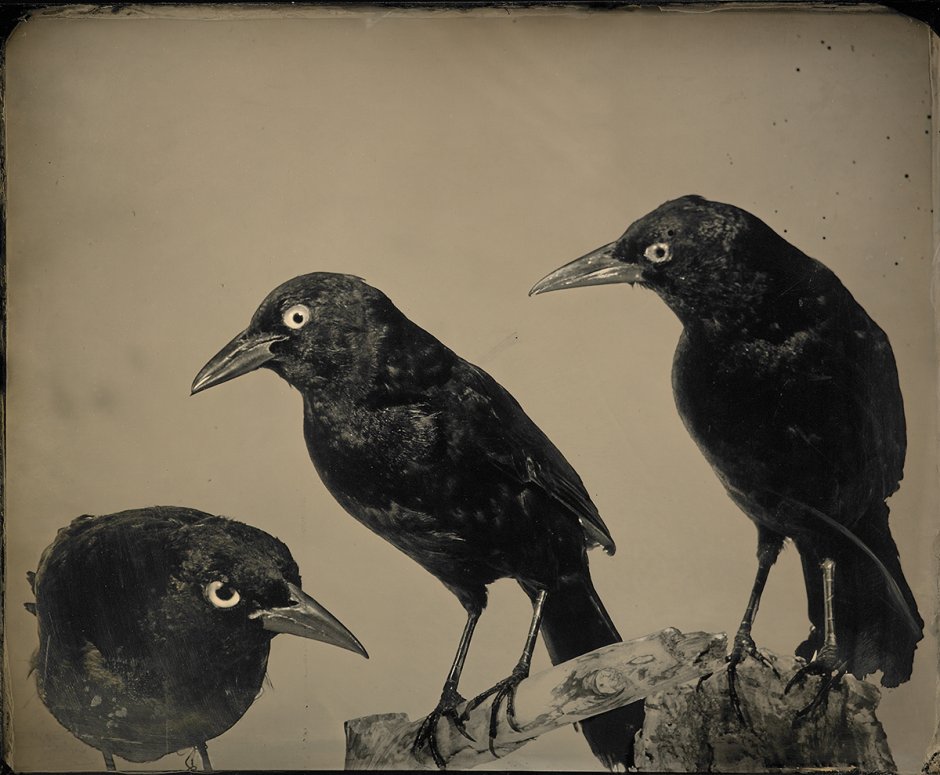 Желтоклювый Дрозд