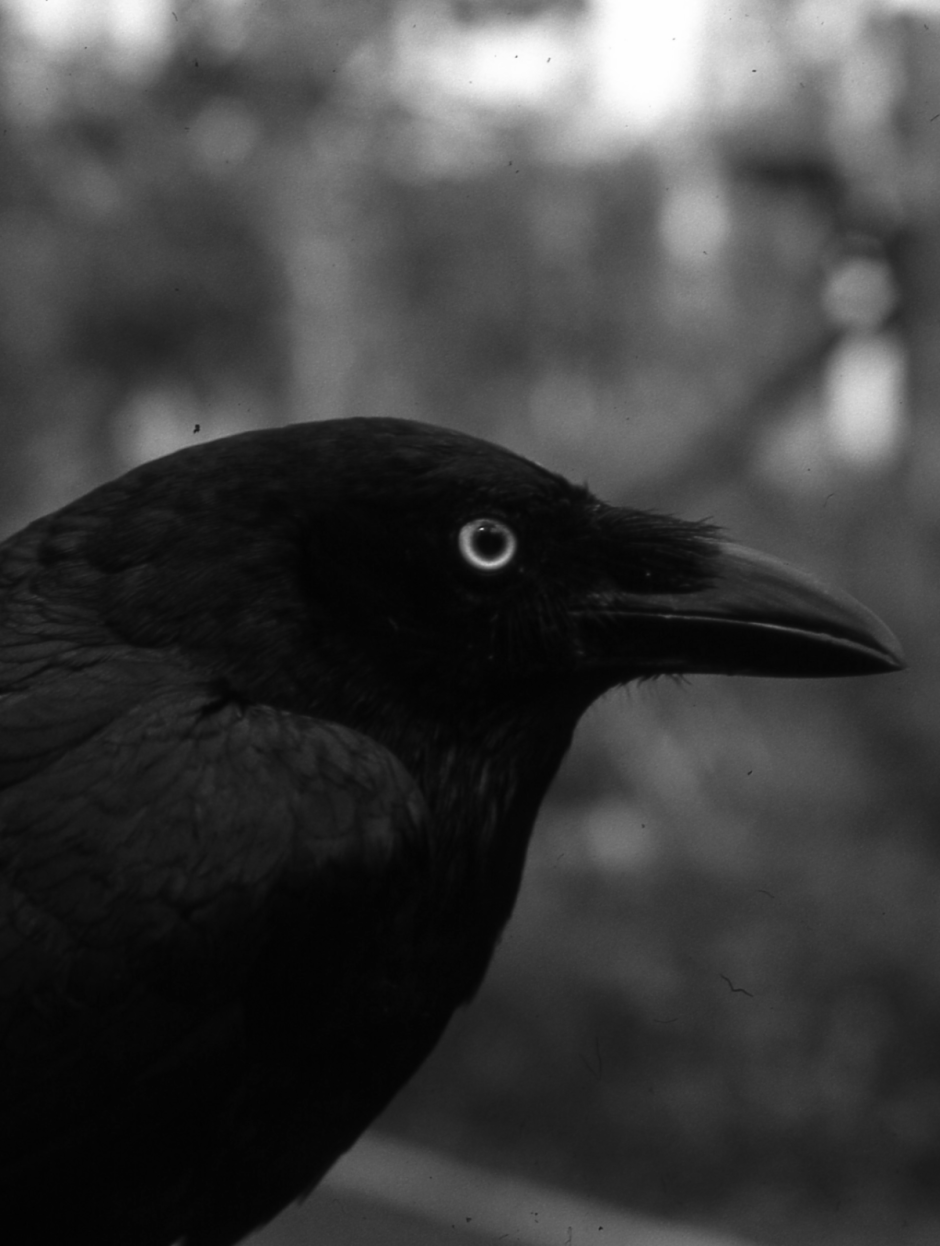 Ворон на фоне Луны