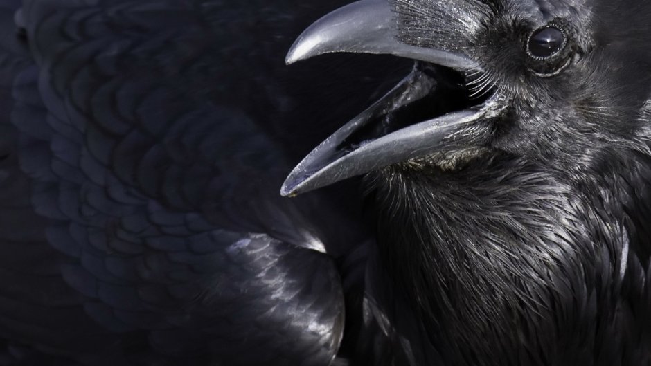 Черная Галка