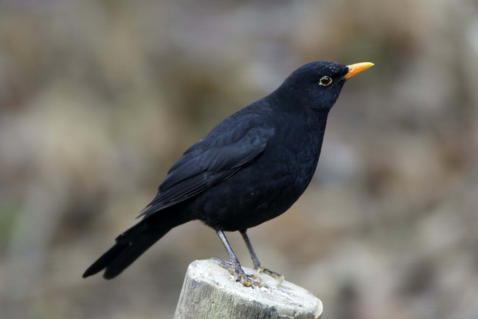 Желтоклювый Дрозд