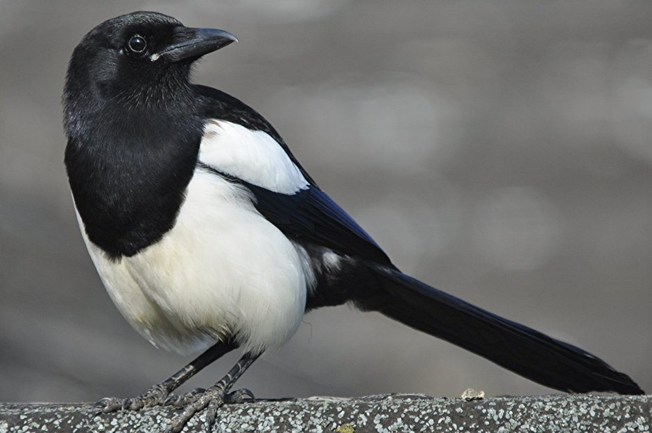 Черный ворон