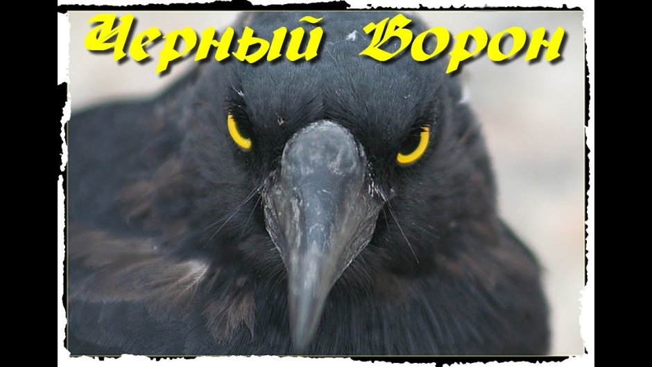 Ворон обыкновенный