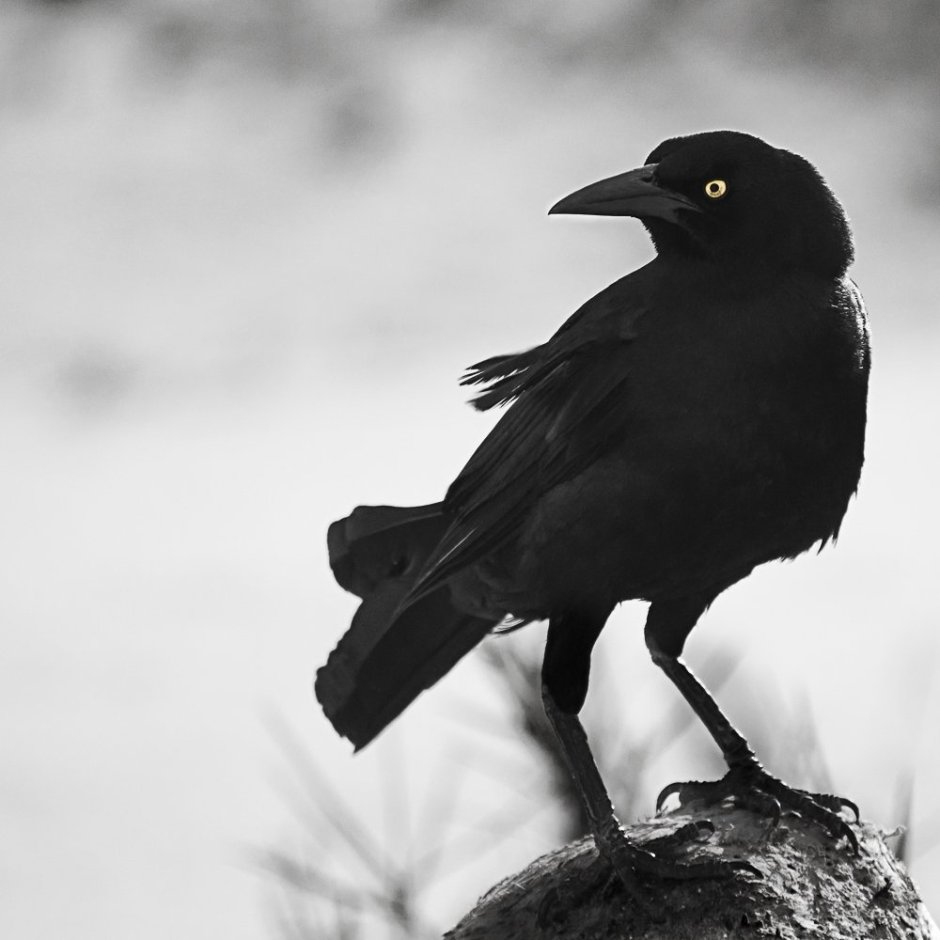 Птица с белой грудкой