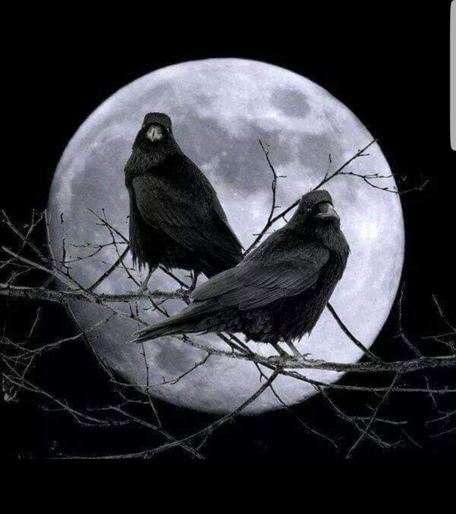 Белая птица с черной головой