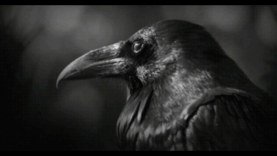 Птицы с черным оперением