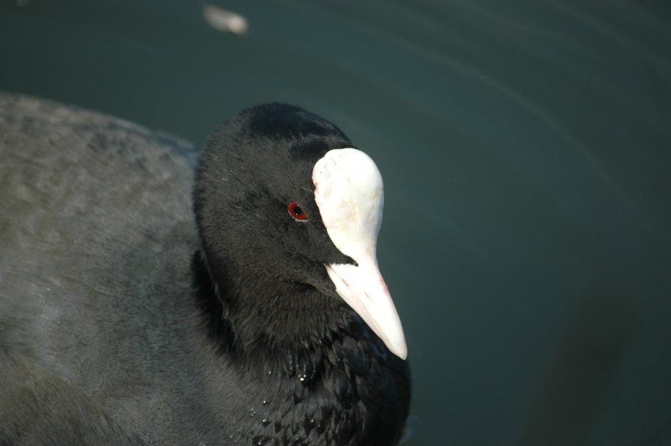 Черный ворон