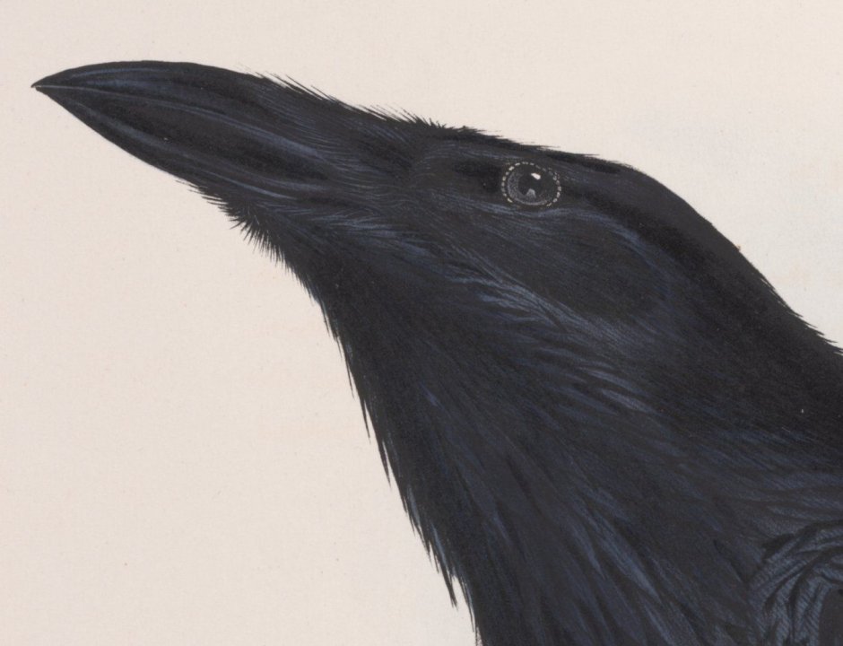 Ворон глаз