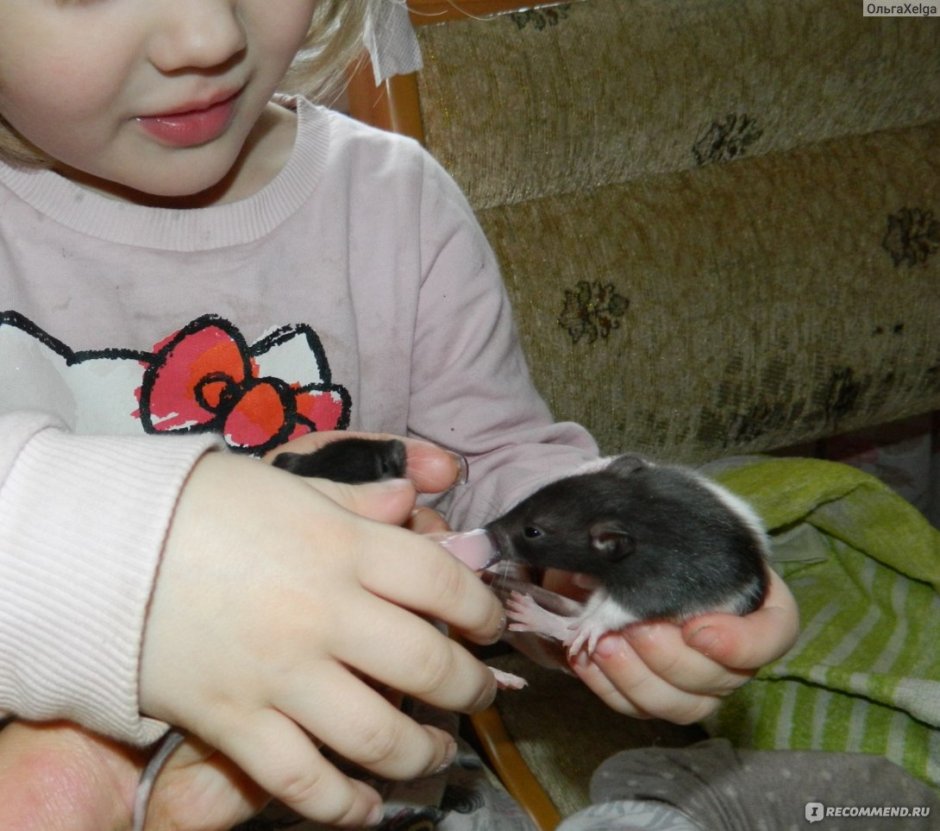 Мышка на задних лапках