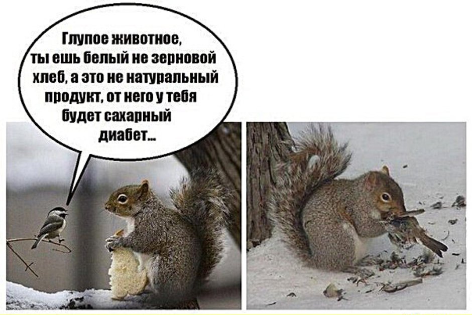 Приколы про белку