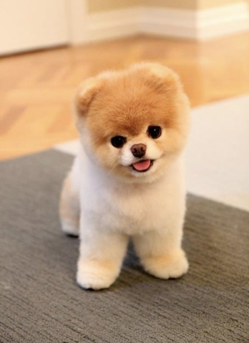 Собаки породы померанский шпиц мишка