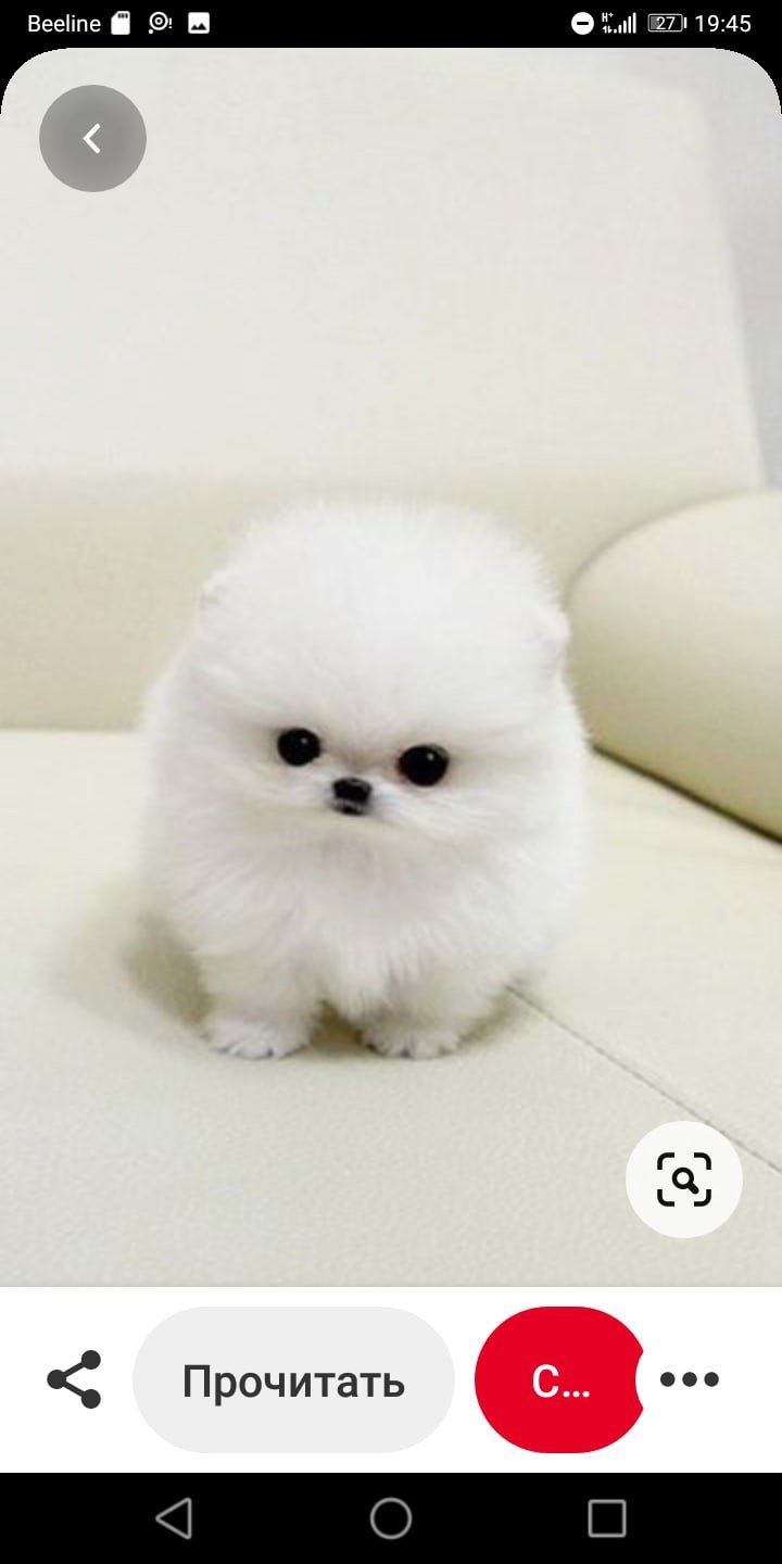 Самые милые и красивые собаки в мире