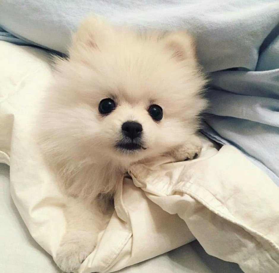 Померанский шпиц белый большой