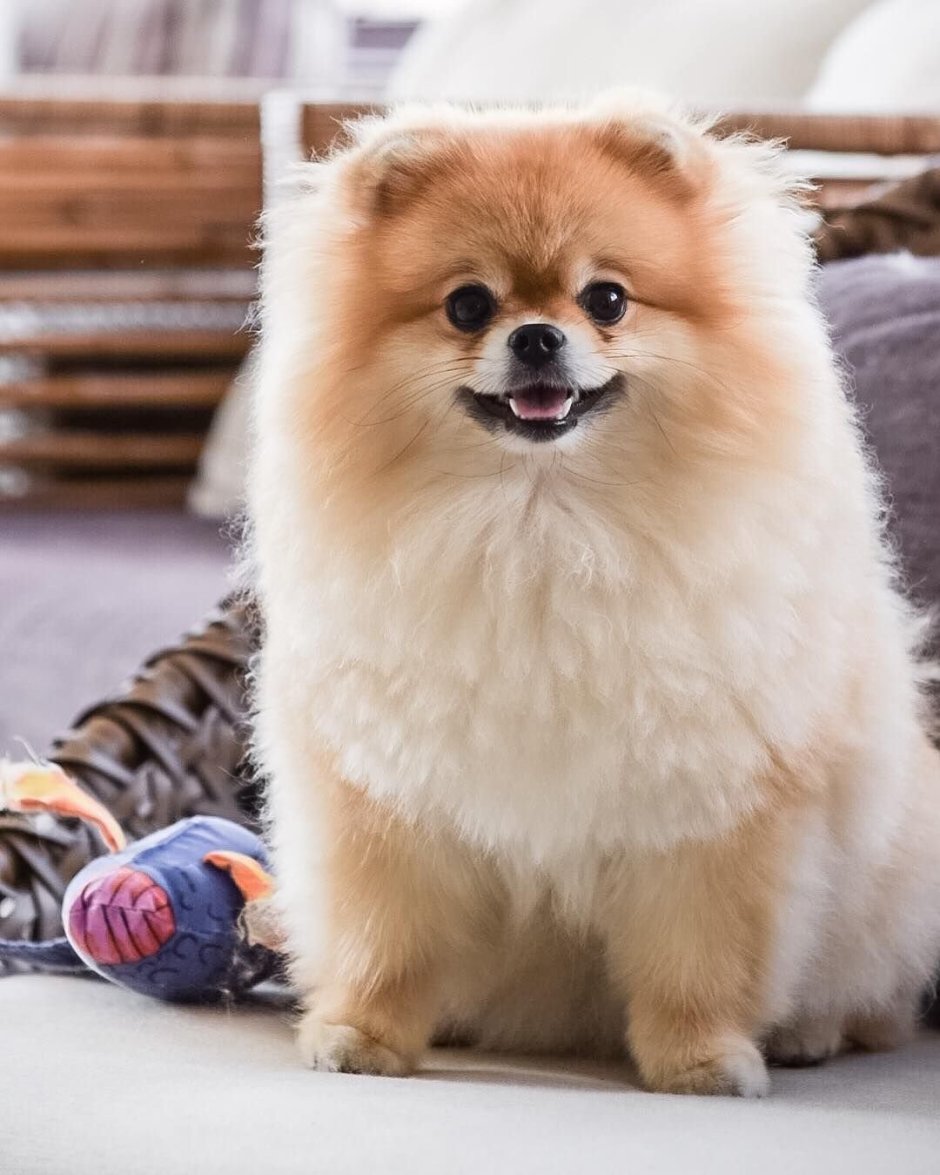 Померанский шпиц Пуппи