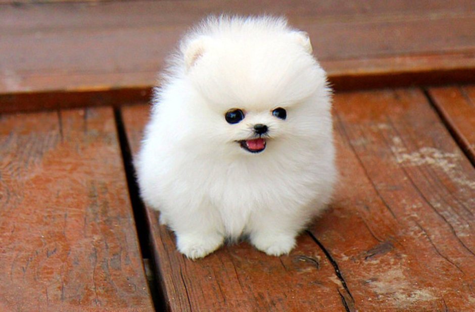 Померанский шпиц Teacup.