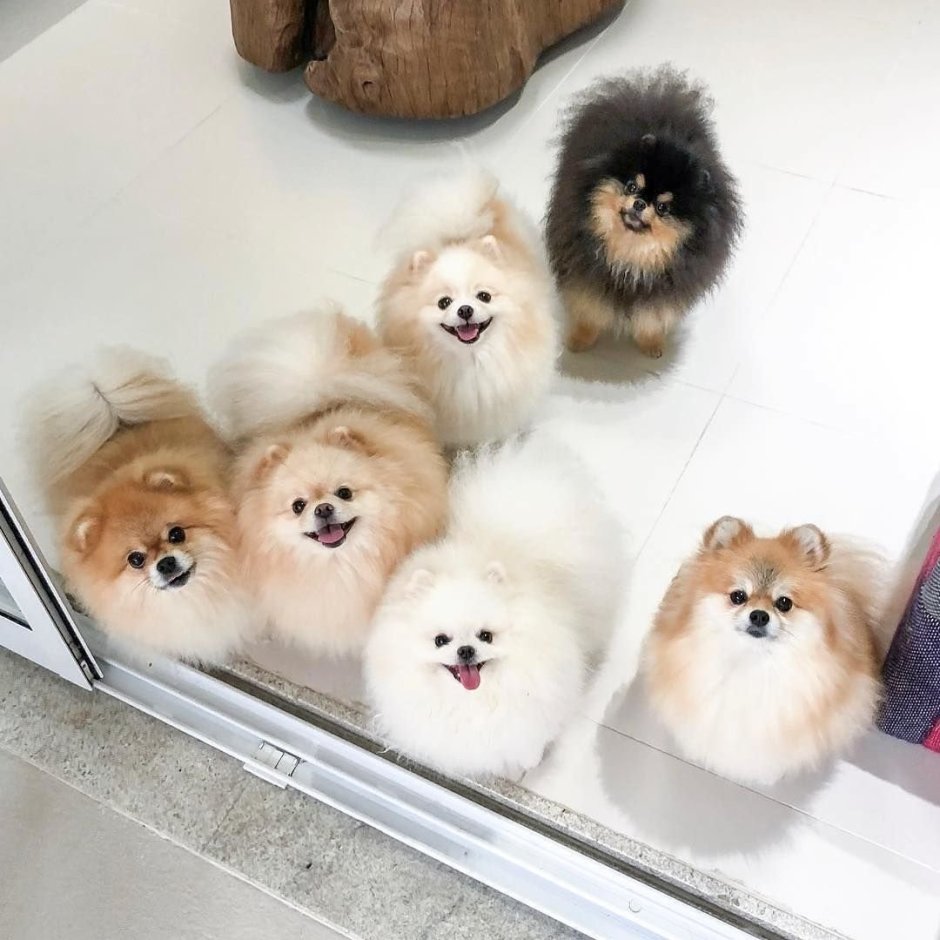 Шпиц карликовый белый