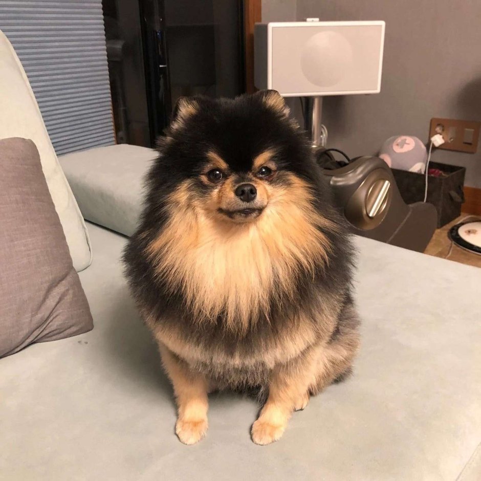 Шпиц карликовый белый