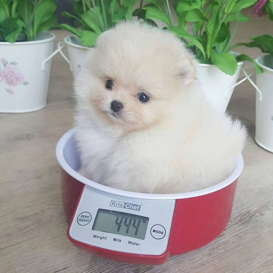 Померанский шпиц белый мини