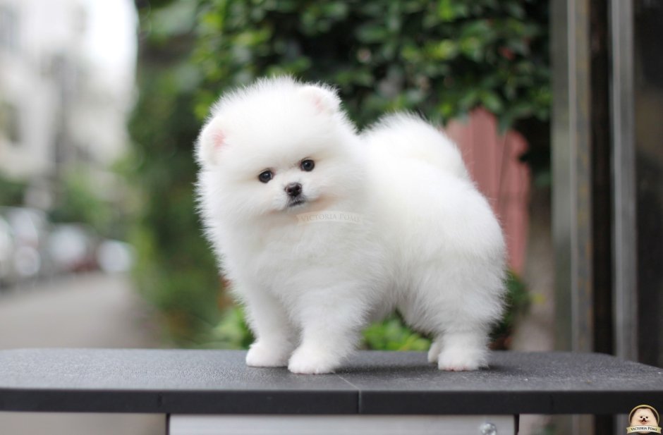 Шпиц померанский карликовый