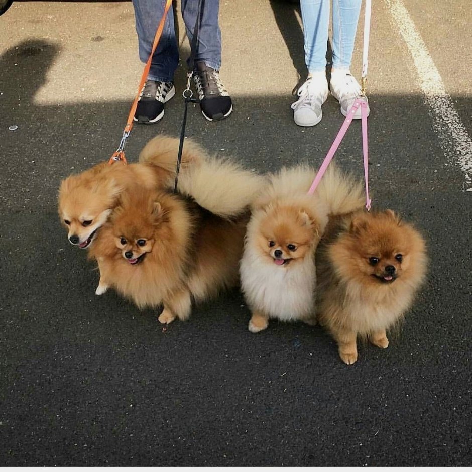 Немецкий шпиц и померанский шпиц отличия