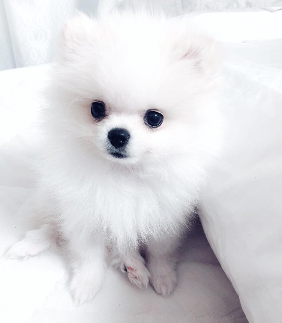 Micro Mini Teacup Pomeranian Puppies