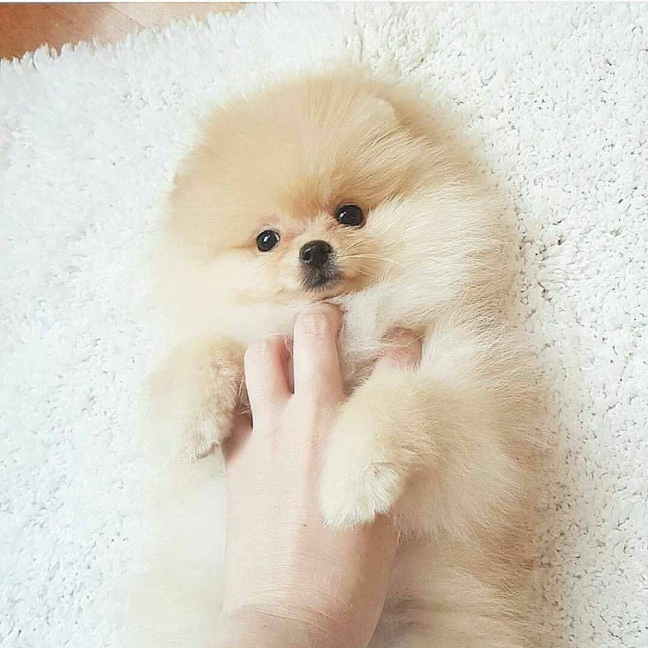 Померанский шпиц щенок Boo