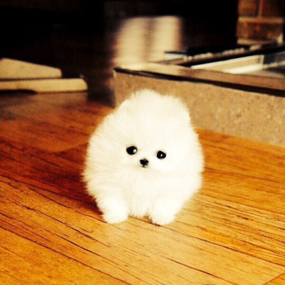 Шпиц флаффи