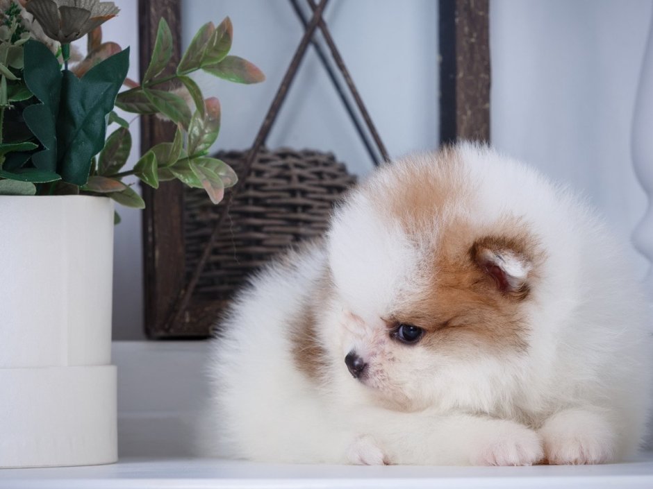 Шпиц померанский карликовый белый