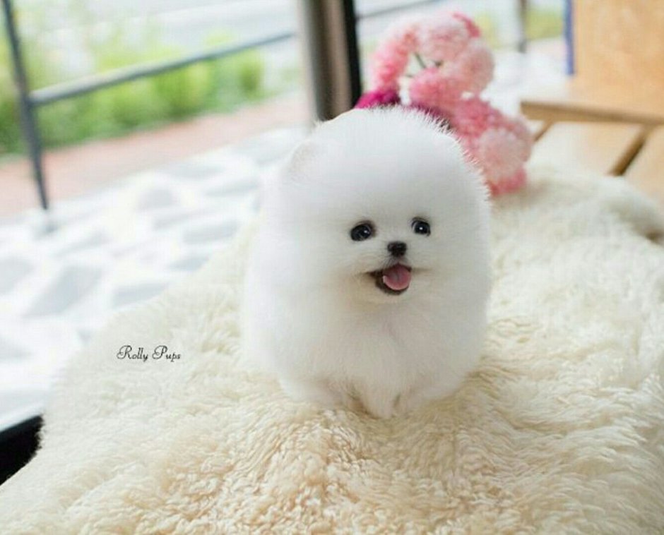 Японский шпиц белый мини