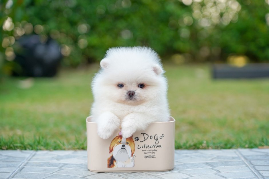 Teacup Pomeranian порода