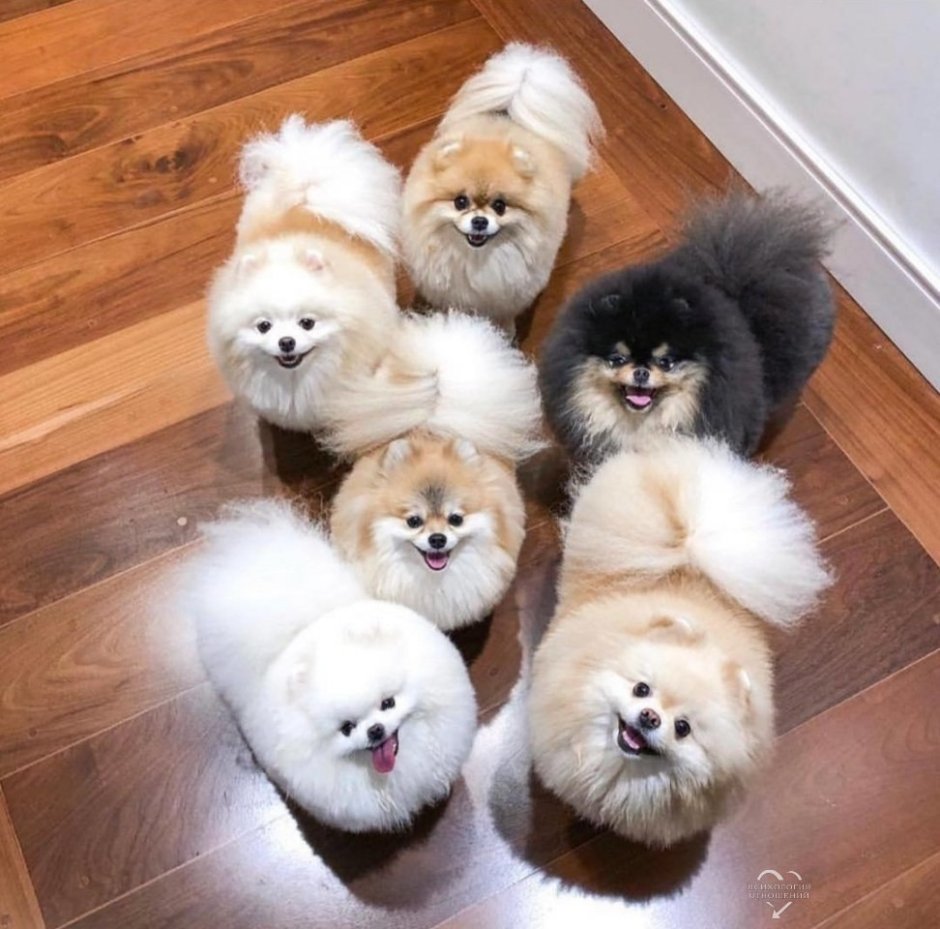 Шпиц флаффи