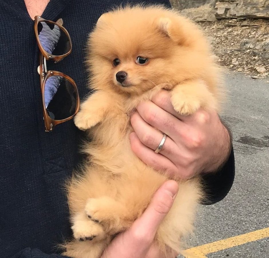 Померанский шпиц Беленький