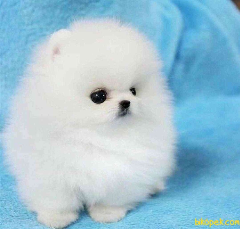 Померанский шпиц белый корейский