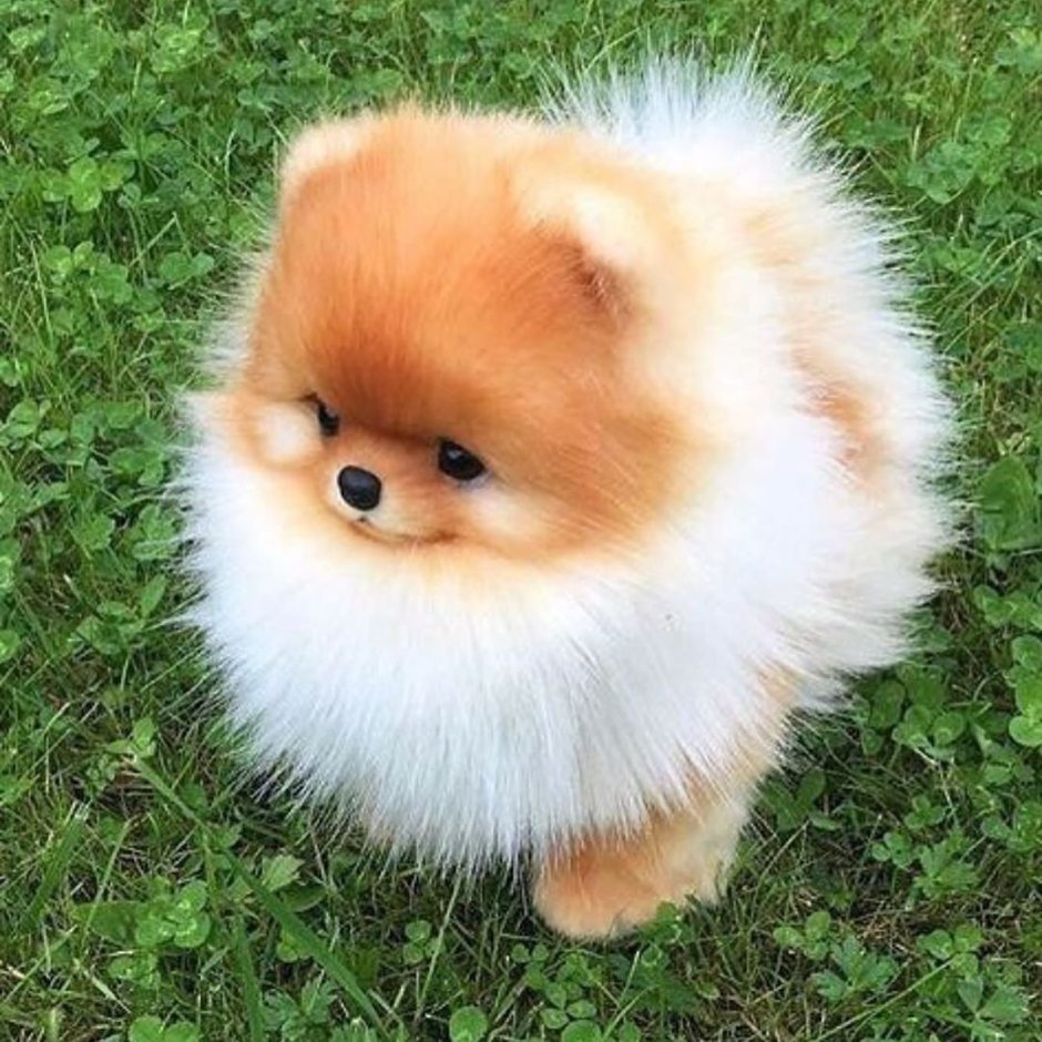 Бафик померанский шпиц