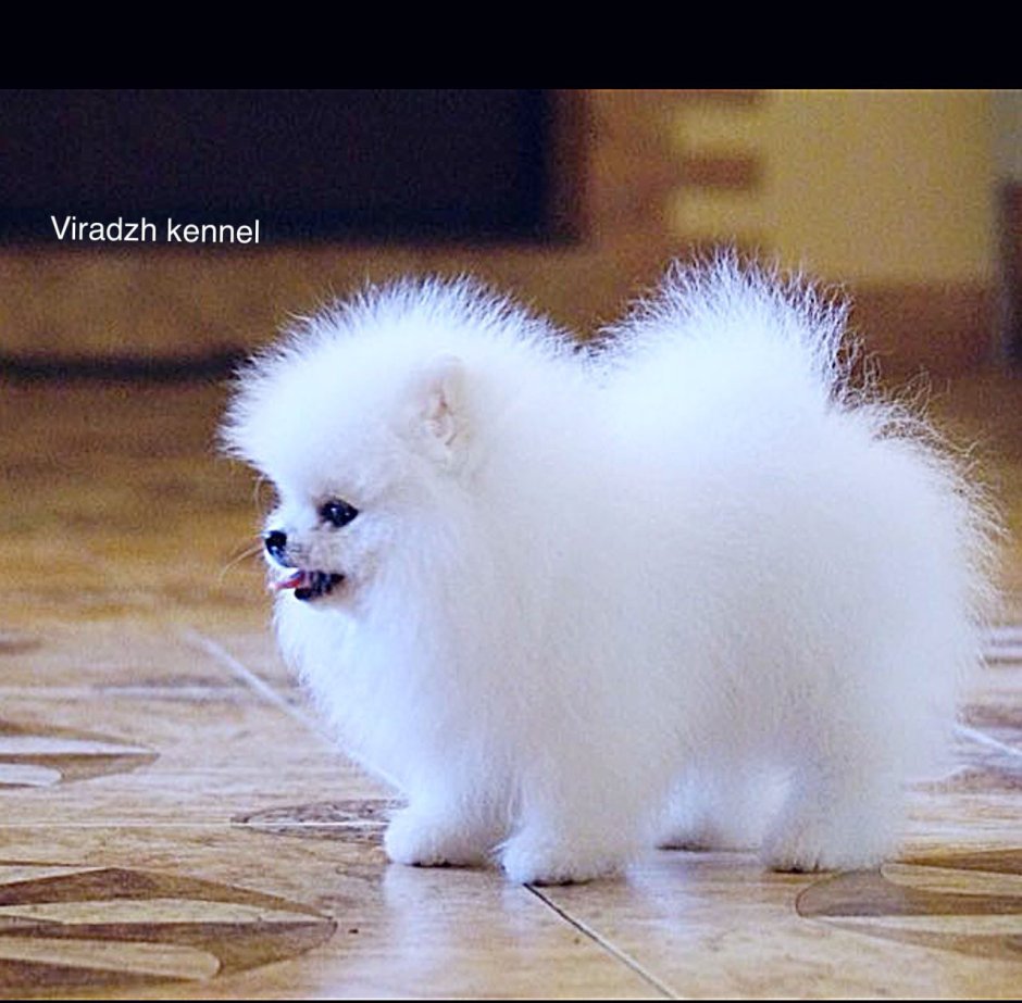 Померанский шпиц белый щенок новорожденный