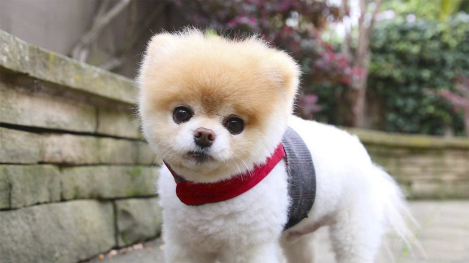 Тайский померанский шпиц