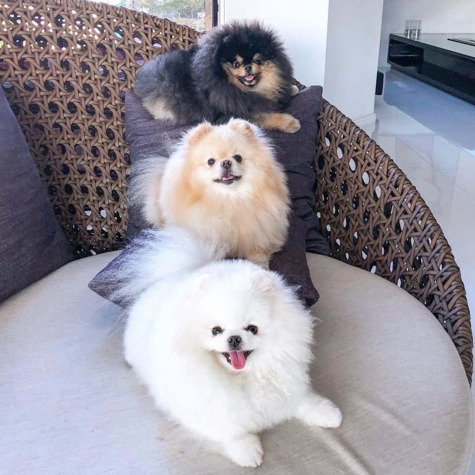 Китайский карликовый шпиц