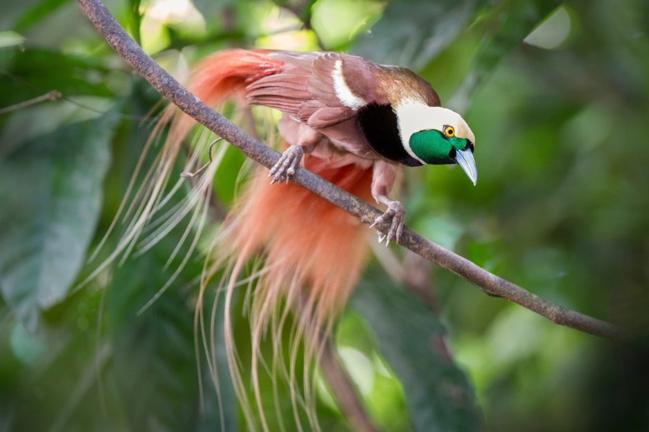 Paradisaea Guilielmi