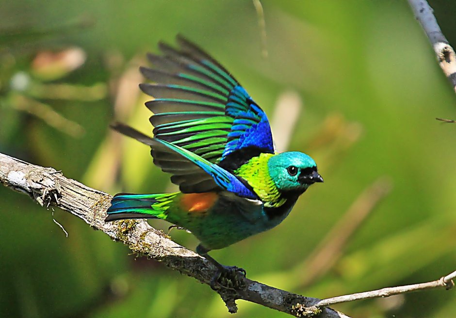 Ptiloris victoriae