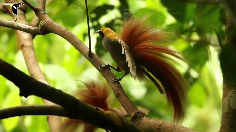 Paradisaea Raggiana