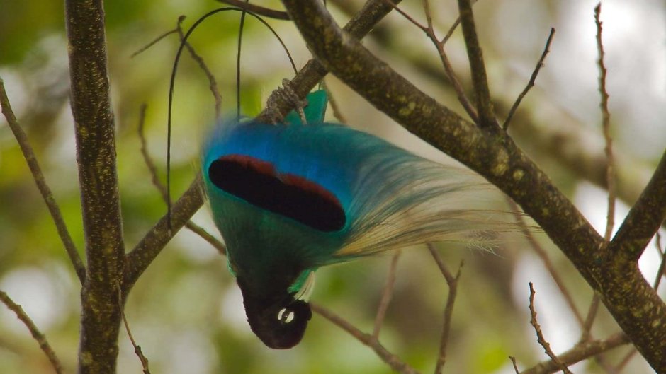 Paradisaea Rudolphi
