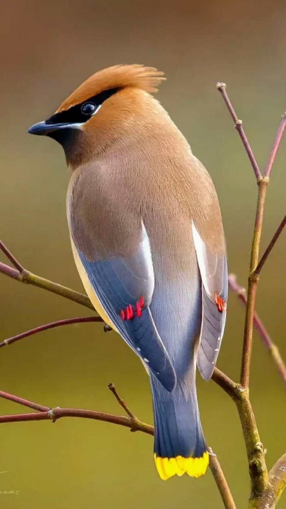 Удод Сибирский