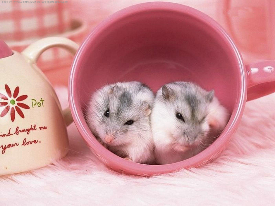 Милые хомячки