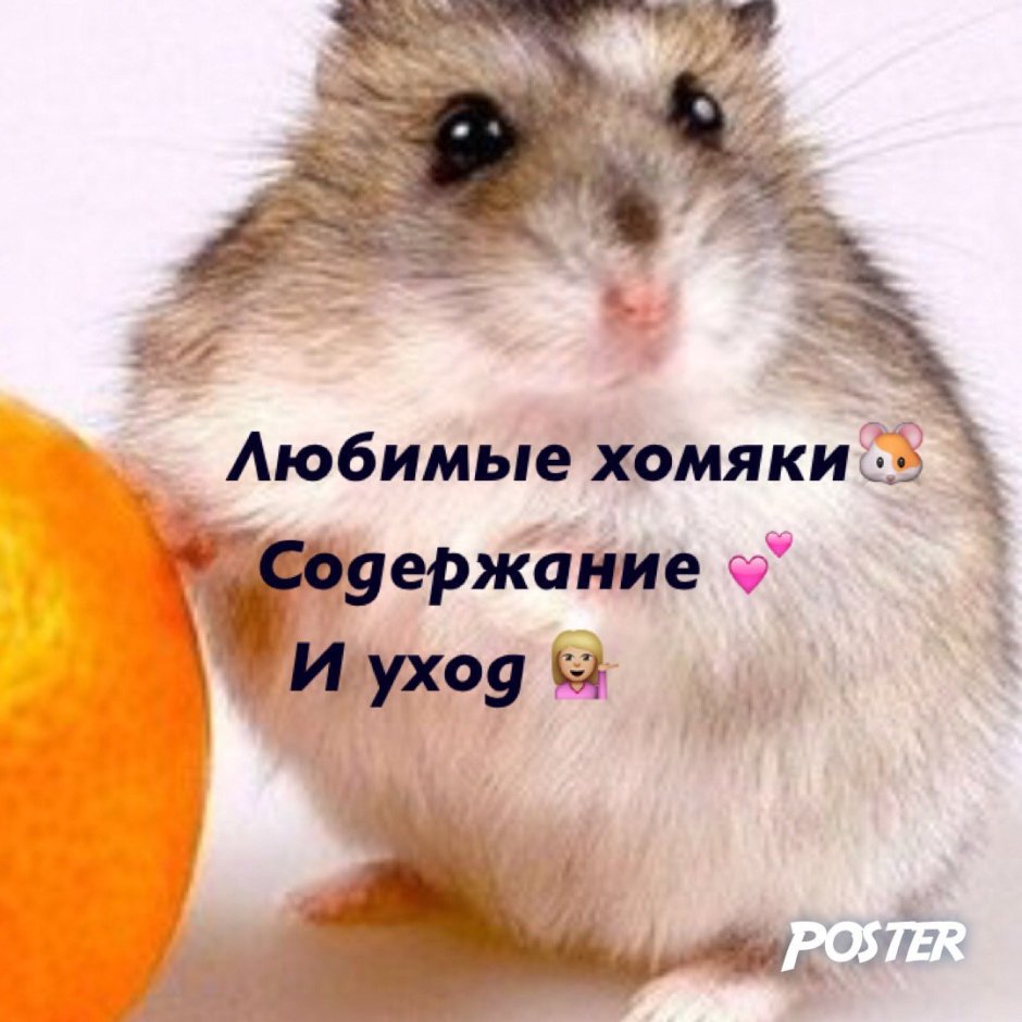 Что любят хомяки