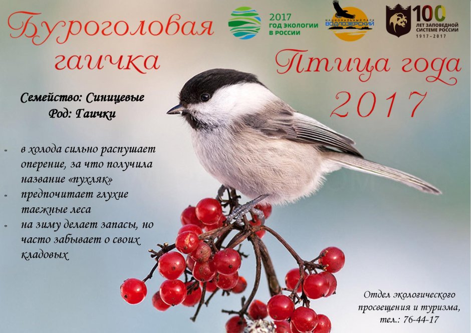 Синица сероголовая гаичка